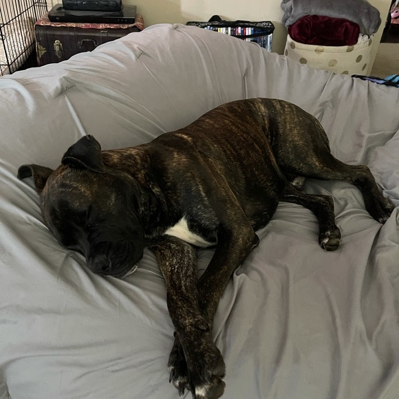 Meet your Posher, Misty - Picture 9 of 10